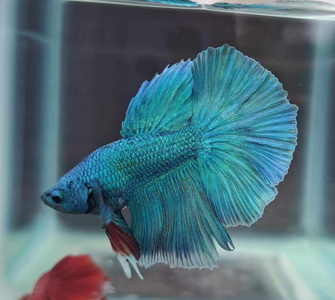 Cá cảnh sỉ lẻ