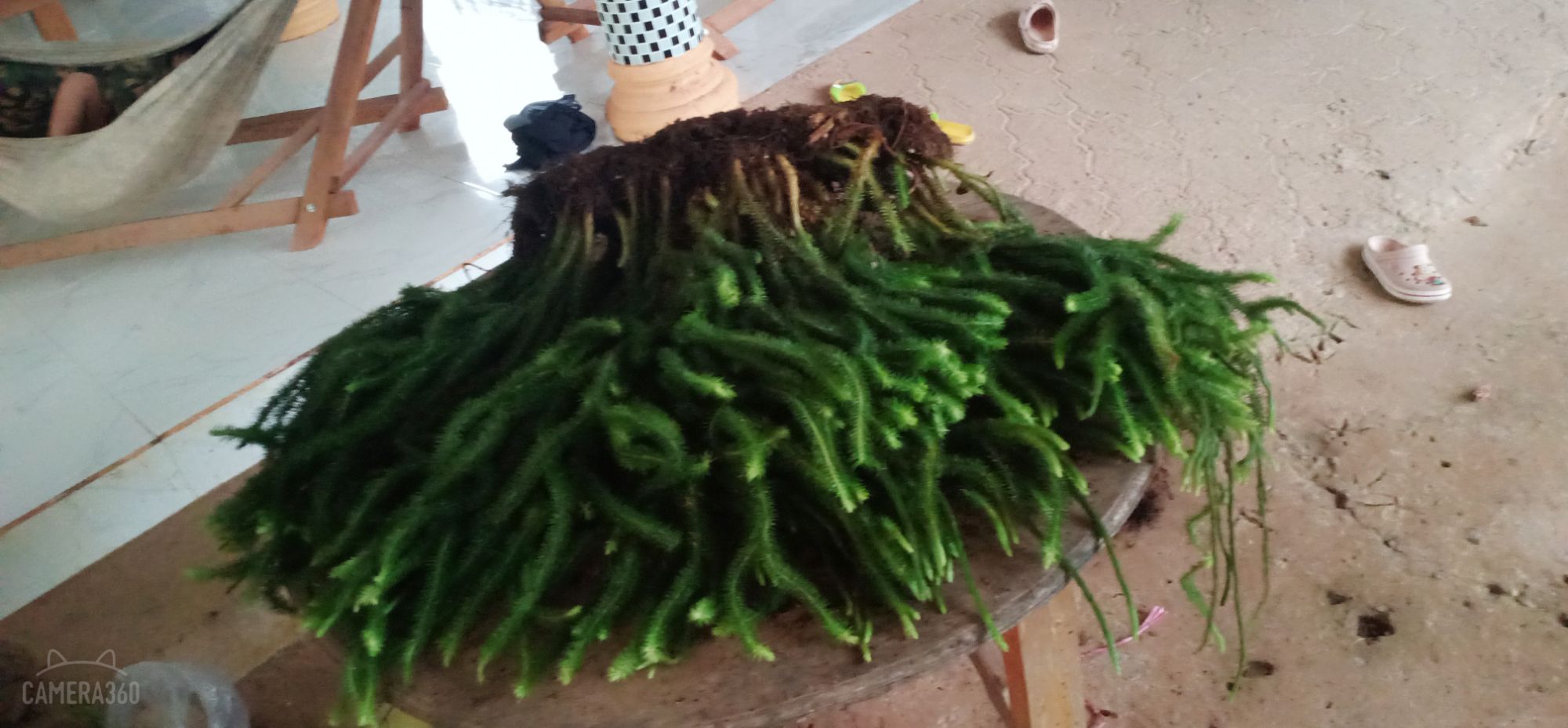 Cây Râu Rồng