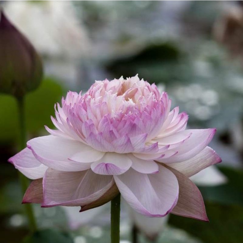 HOA SEN THÁI: SUPER LOTUS [Siêu Giảm Giá]