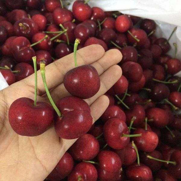 [ SP Mới Về] - Hạt giống cherry
