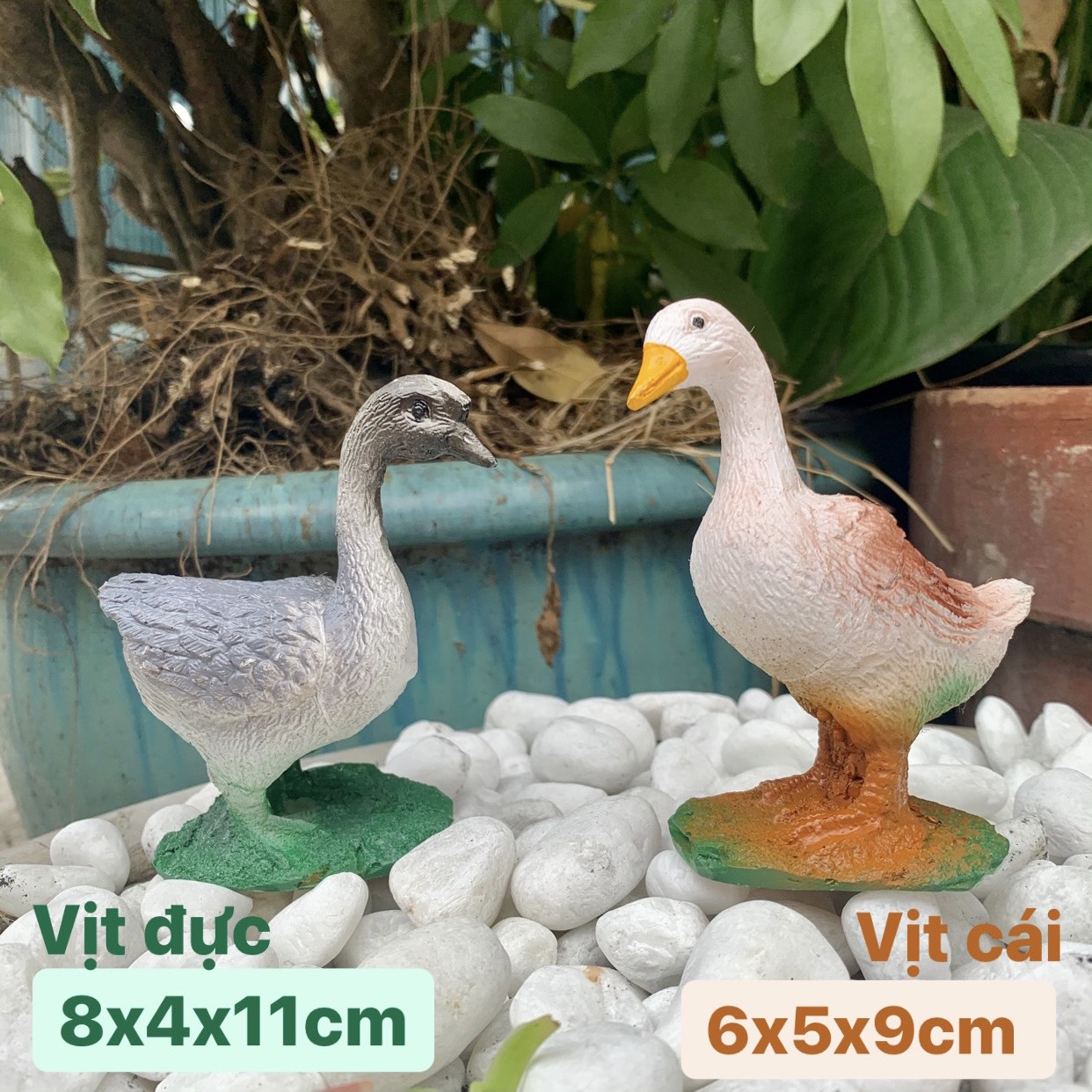 [HCM]Vịt Cái Máu Trắng Trang Trí Hồ Cá Sân Vườn...
