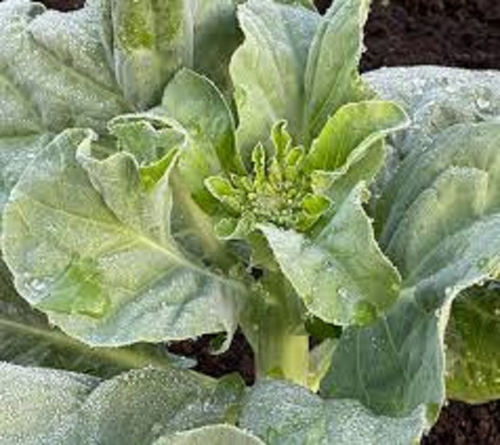 Mustard Greens Seeds (Mustard Greens) 10 Gram Package