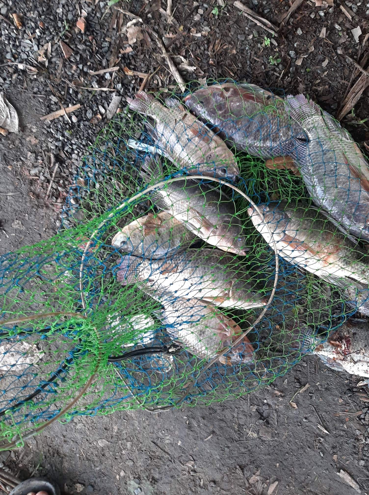 1KG MỒI RÔ PHI-MỒI CHUYÊN RÔ PHI-1KG/GÓI