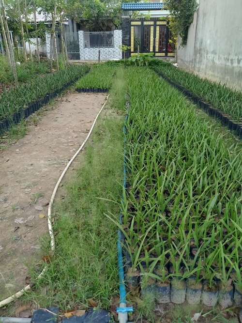 Conbo 5 cây trà là giống chuẩn