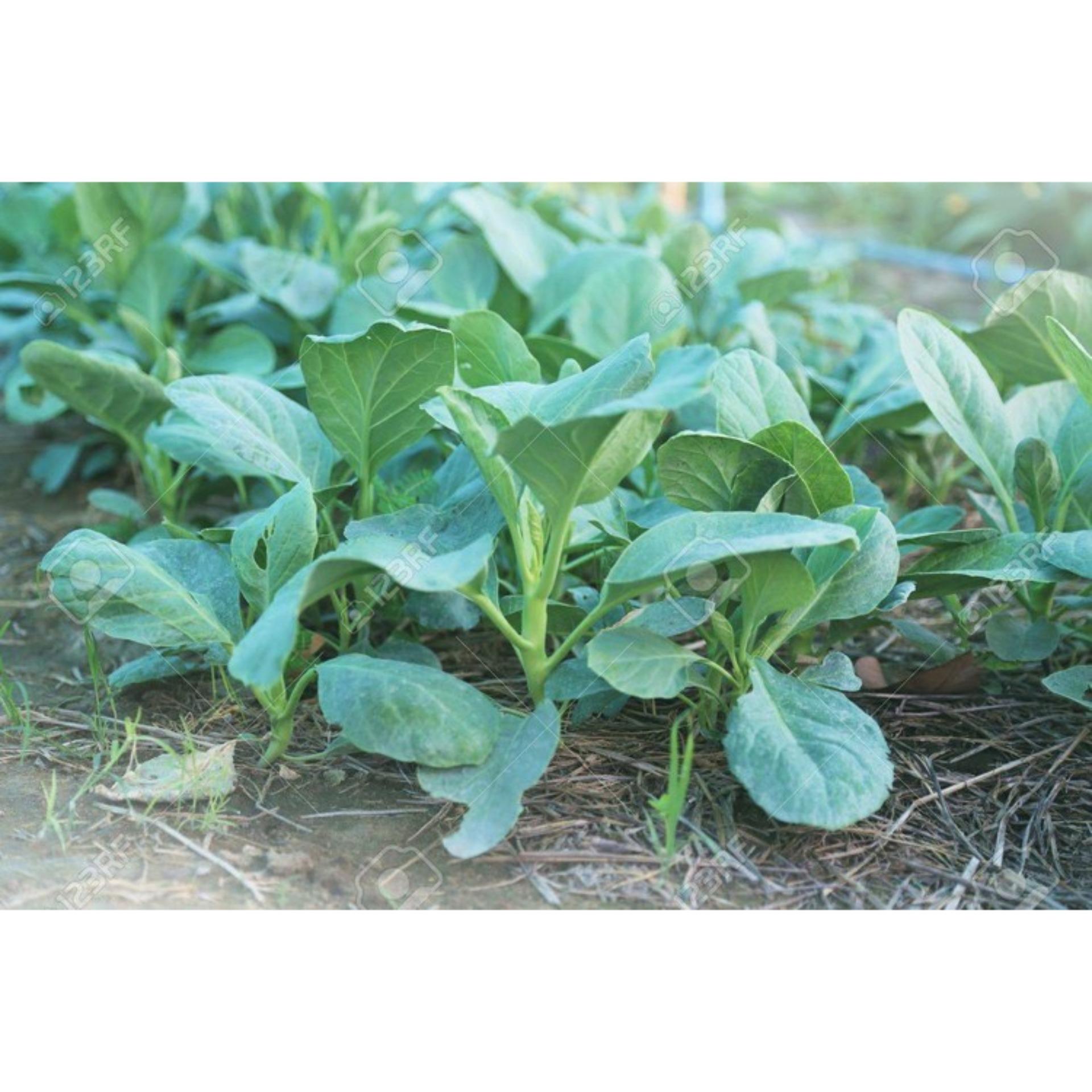 10g Hạt giống Cải rổ