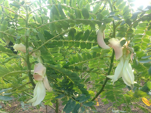 Hạt Giống Cây Bông So Đũa - Gói 50 Hạt