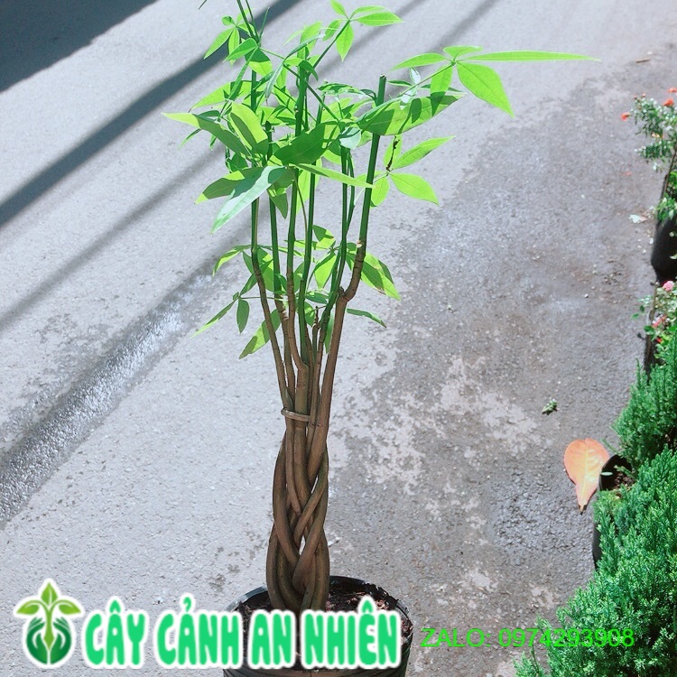 Kim Ngân Thắt Bính Mini