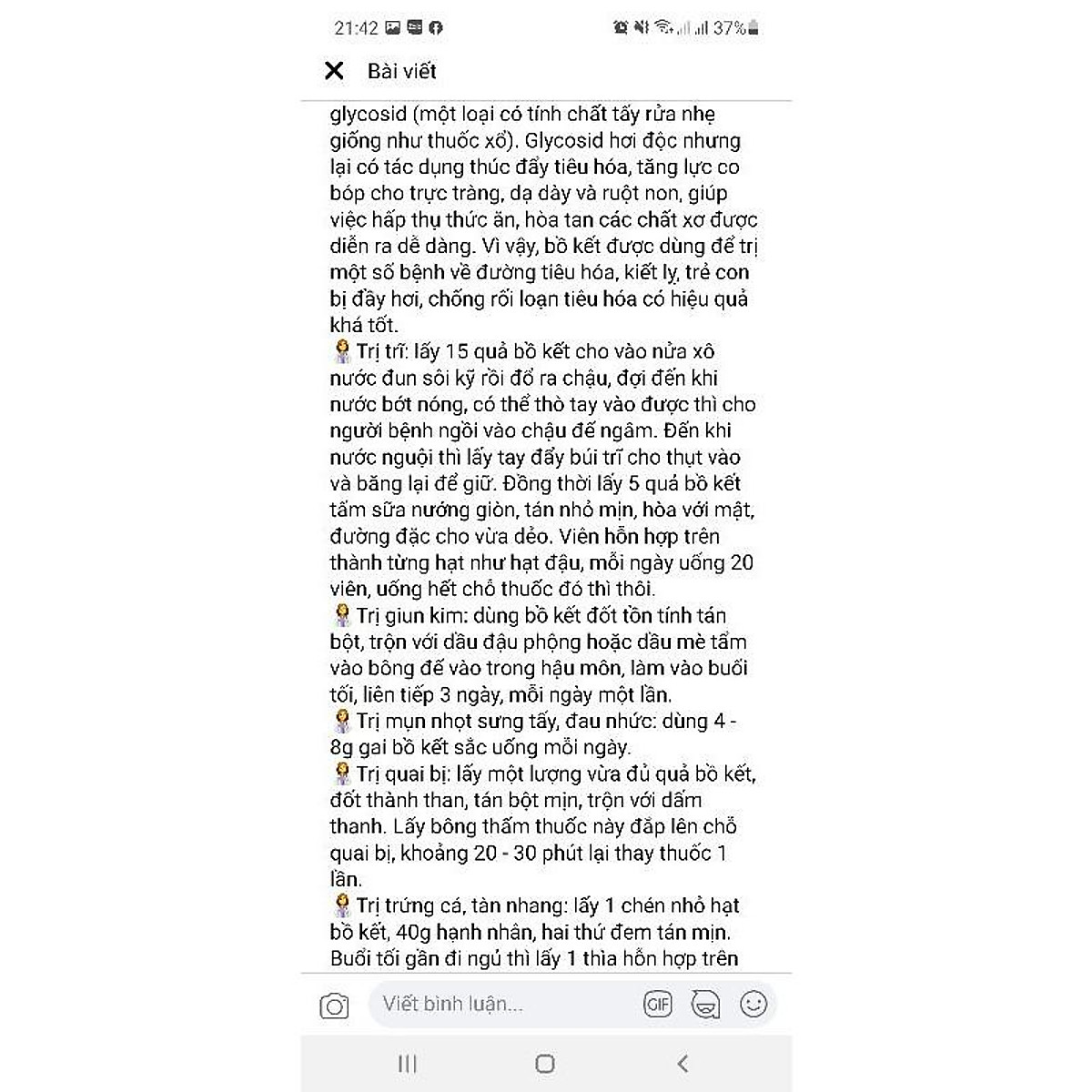cây giống bồ kết kết