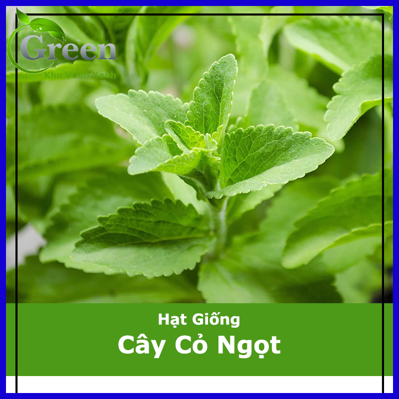 Hạt Giống Cây Cỏ Ngọt (Gói 5 Hạt) Lá To, Thu Hoạch Lâu Dài Nhiều Năm
