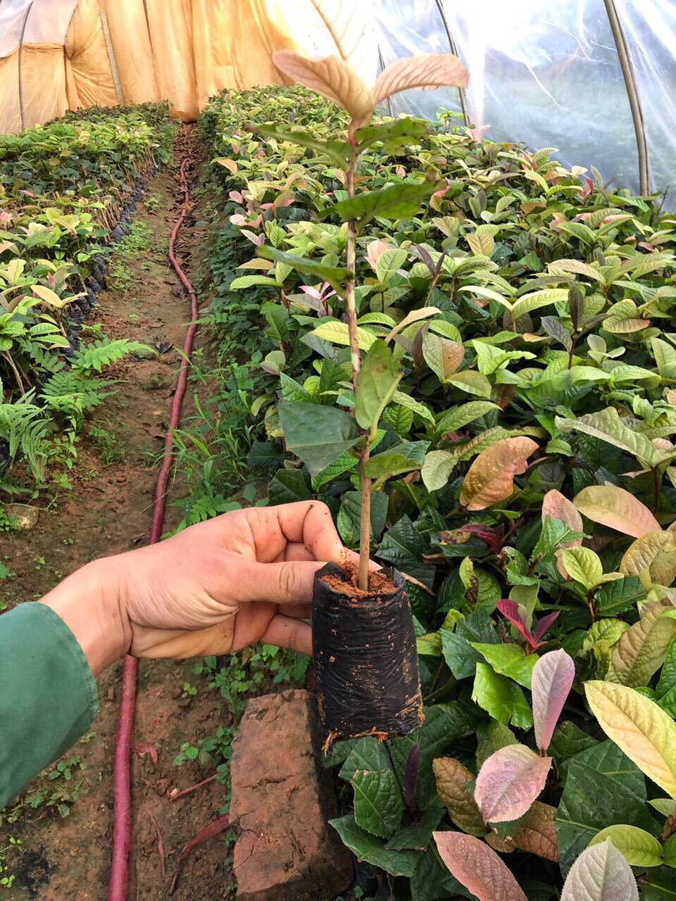 Cây giống trà hoa vàng, cây cao 20 cm, cây Dược Liệu Quý, vừa làm cảnh vừa có trà uống