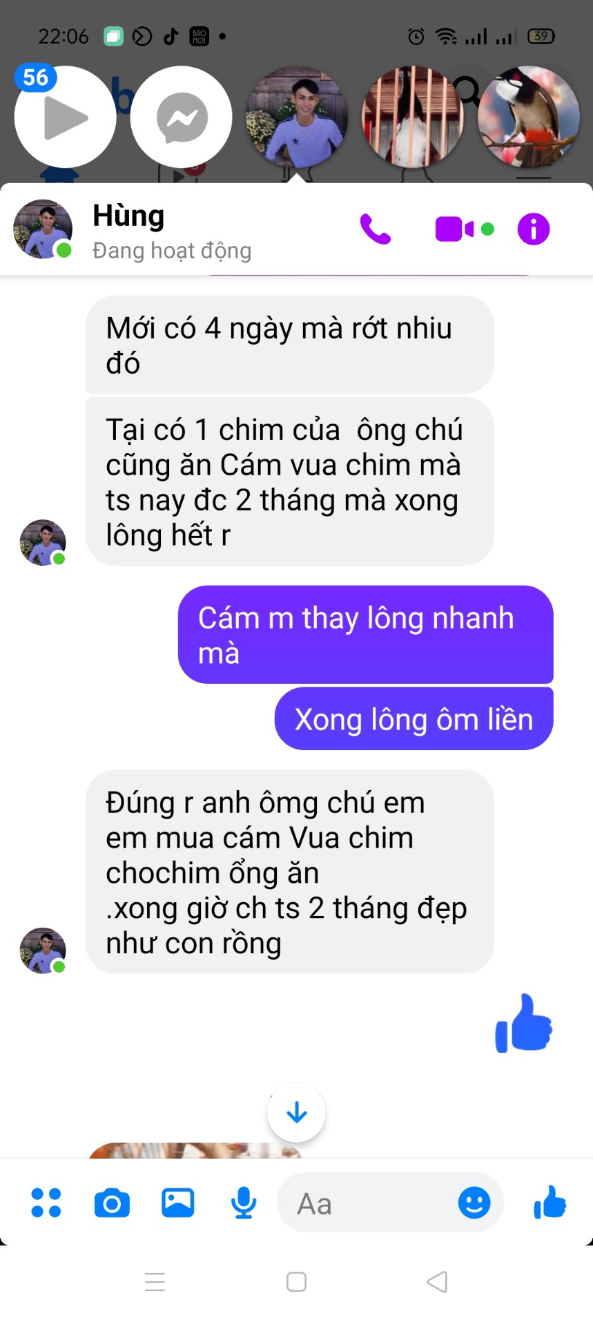 Combo 11 gói cám Chào Mào Vua Chim