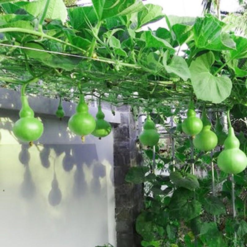 [Seeds] Hạt giống bầu hồ lô RD312, đóng gói 10 hạt