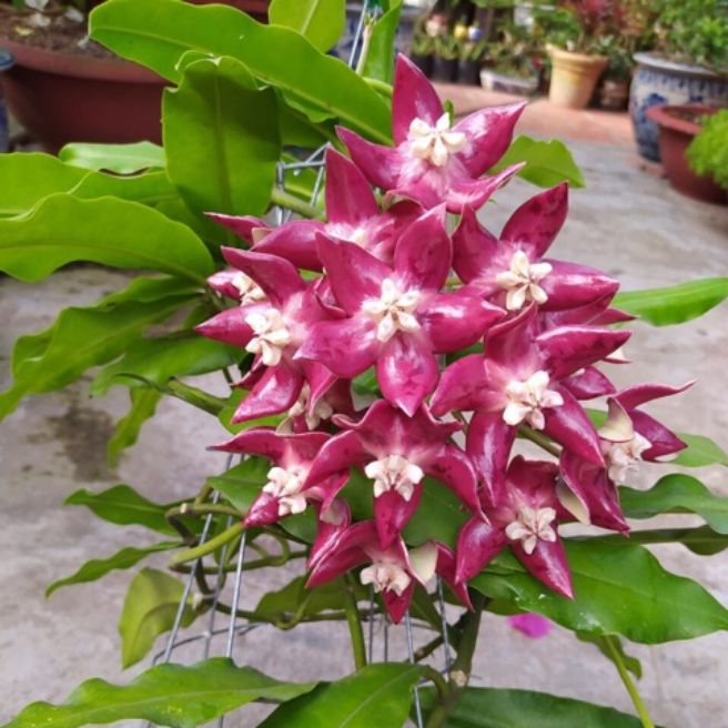Cẩm củ khủng long đỏ