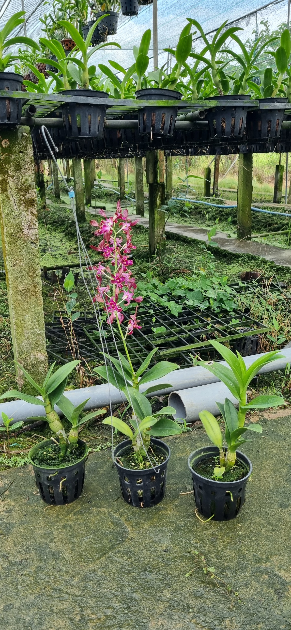 HOA LAN DENRO SING RỒNG ĐỎ