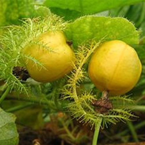 Cây lạc tiên khô - 1kg