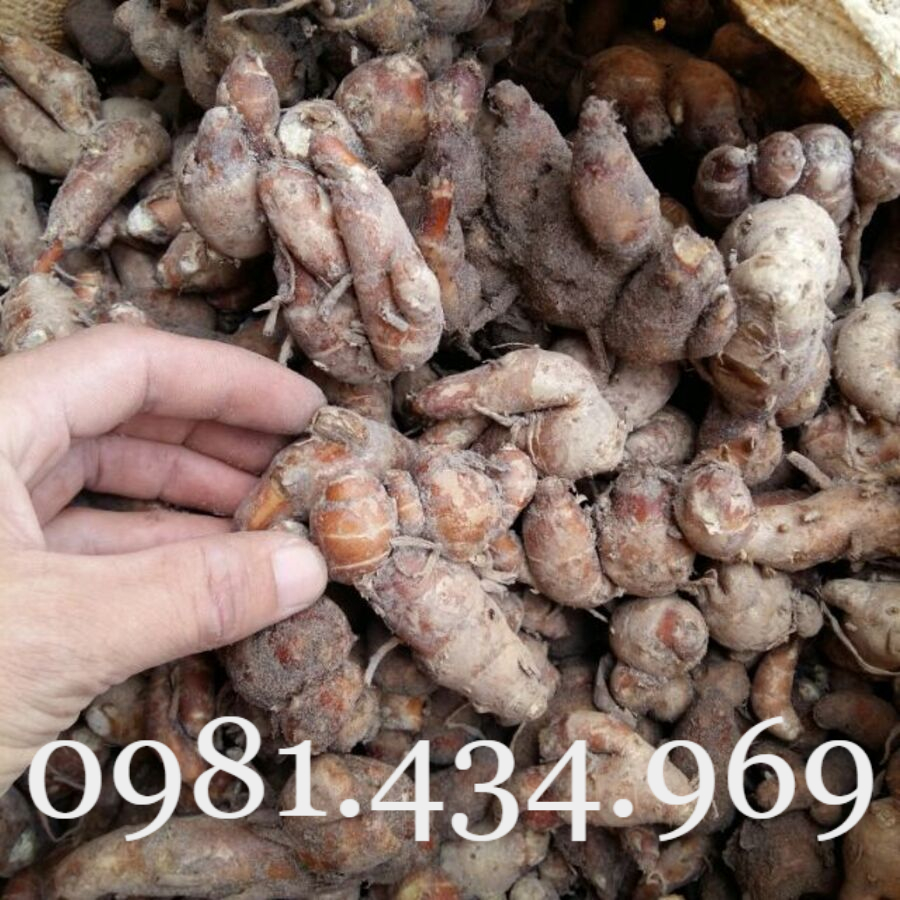 Củ Địa Liền (Thiền Liền, Xá Kén) 01KG Sạch Đẹp