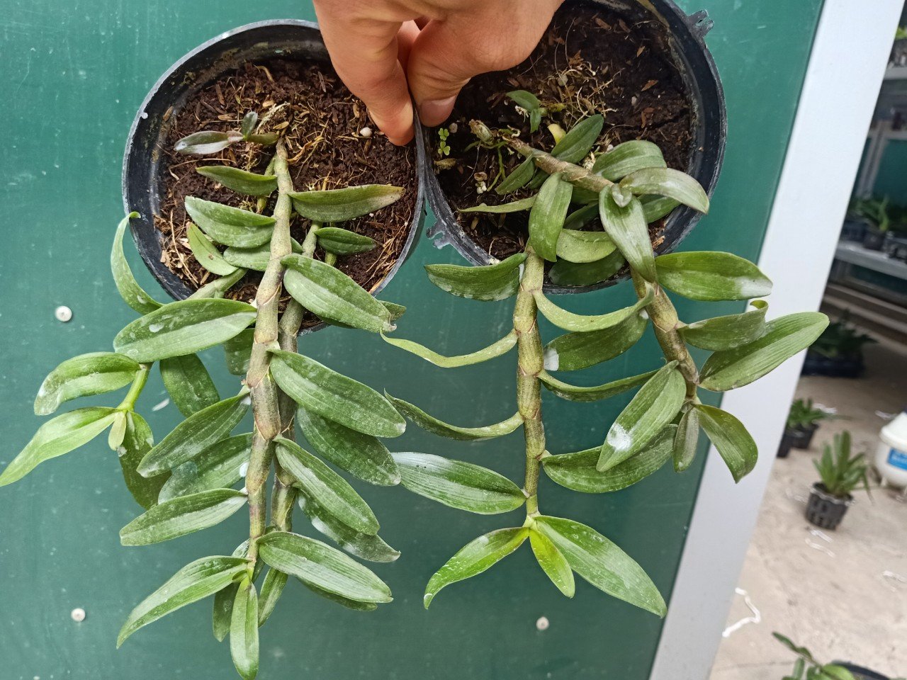 Phi Điệp Hồng Bích Quyết CÂY RA CHAI NĂM HAI
