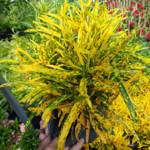 Cây vàng bạc (cây lá màu sao nhái)