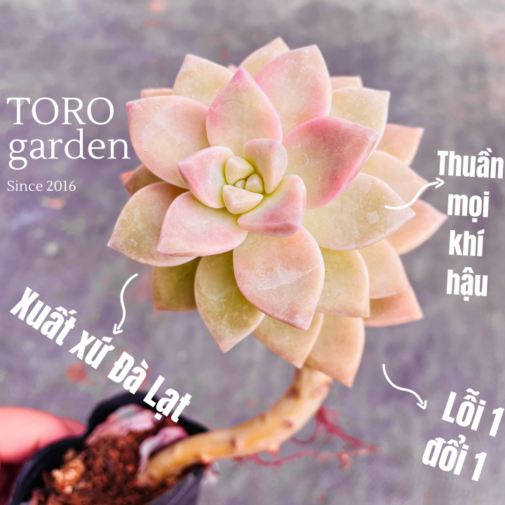 SEN ĐÁ PINK GEM CỔ THỤ ĐÀ LẠT SIZE BÉ  HƯ 1 ĐỔI 1  SIÊU CUTE