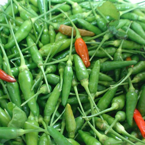 Hạt Giống Ớt Xiêm Thái Lan