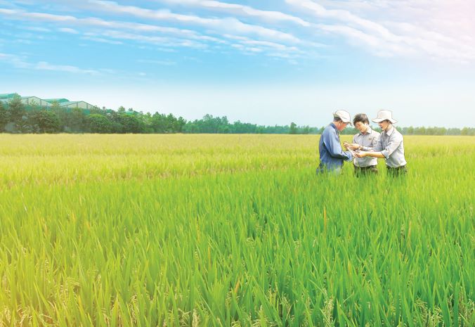 [HCM]Gạo Thơm Lài OM4900 2KG - Dẻo mềm thơm ngon cơm