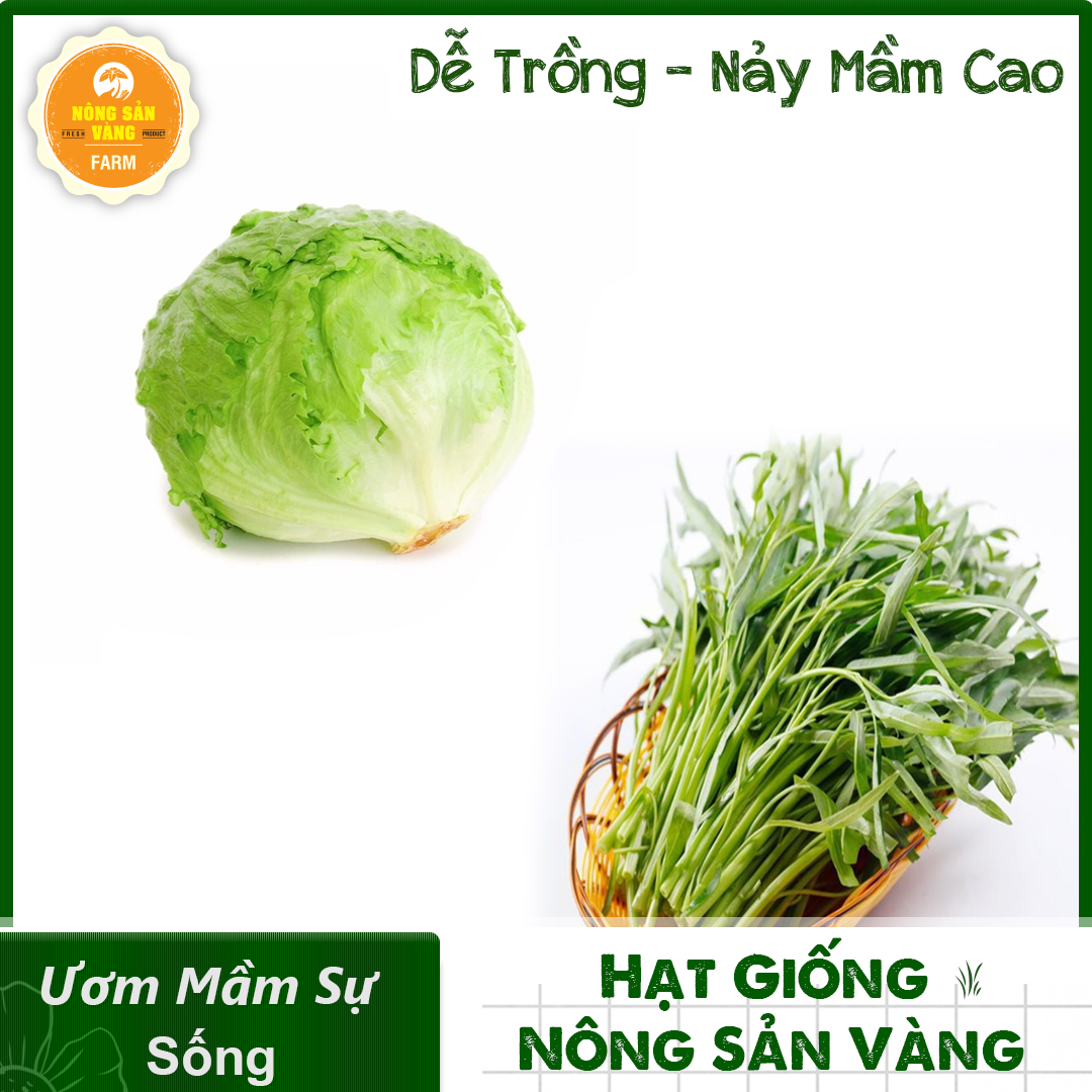 Combo 2 vegetable seeds (Morning Glory bamboo leaf-vegetable cabbage salad doll fat) easy to grow, high yield, essential for every feast family, safety, save-shallow gold