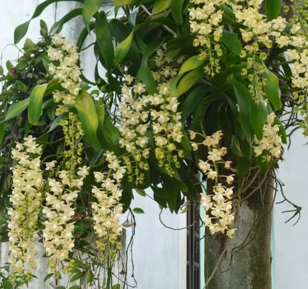 Hoa lan quế lan hương( cây to)