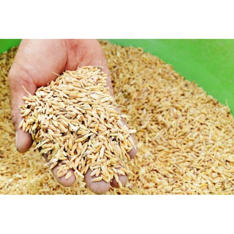1kg lúa cho gà lúa cho vịt lúa cho gà đá lúa cho gà chọi lúa cho bồ câu