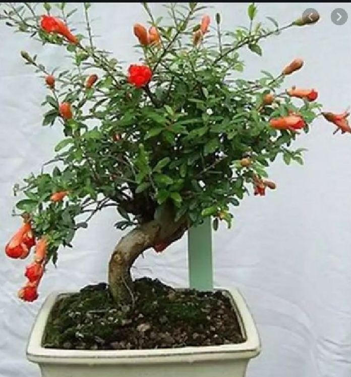 Hạt Giống Lựu Cảnh Lùn ( lựu bonsai ) ( 10 hạt )