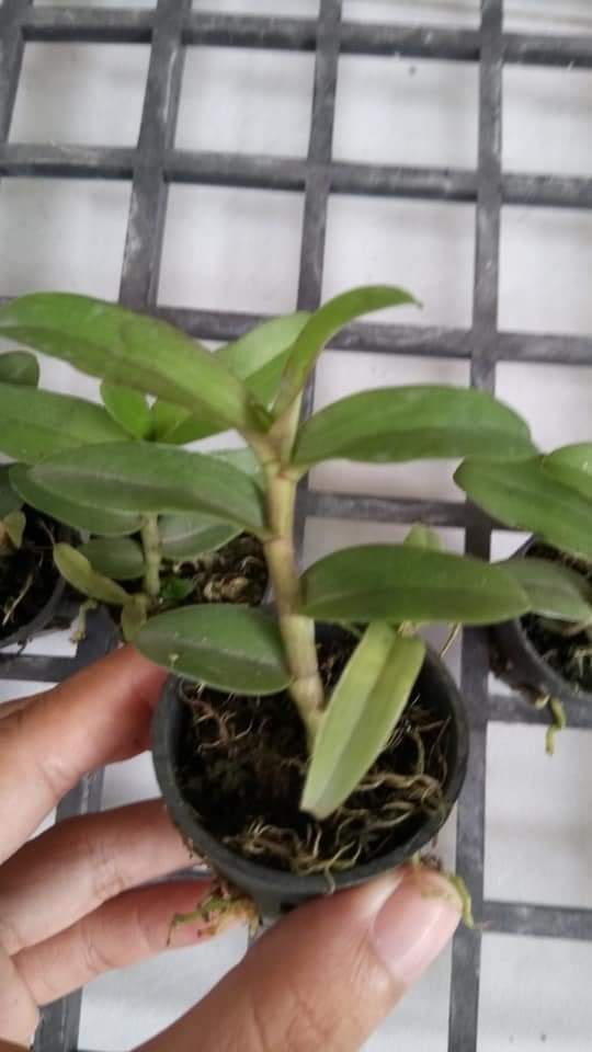 Phi điệp lai  giống(combo 4 cốc 4 màu )