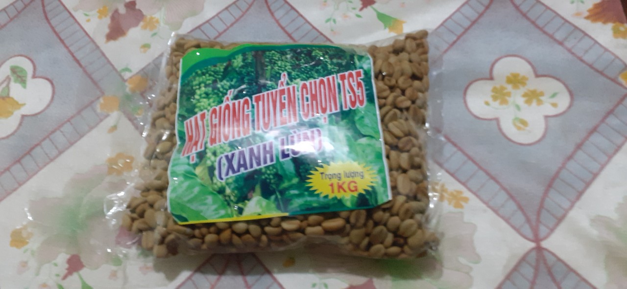 1KG Hạt giống cà phê xanh lùn