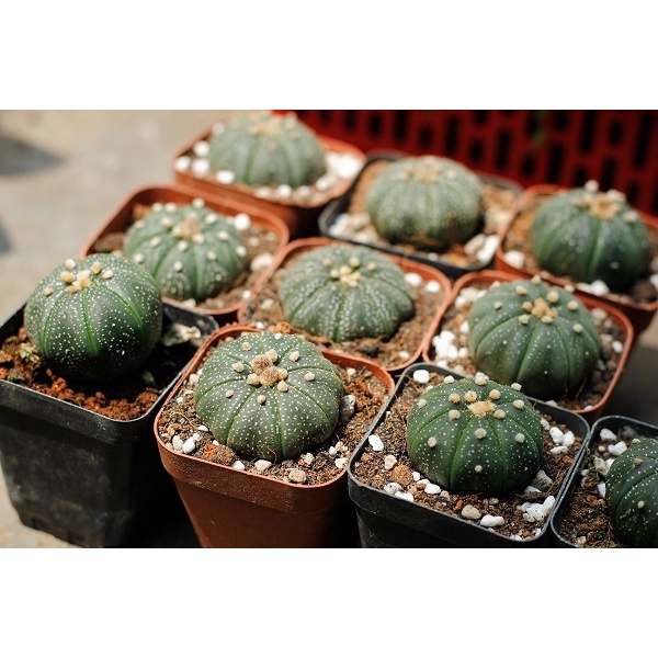 Cây giống xương rồng Aster size 3-4cm