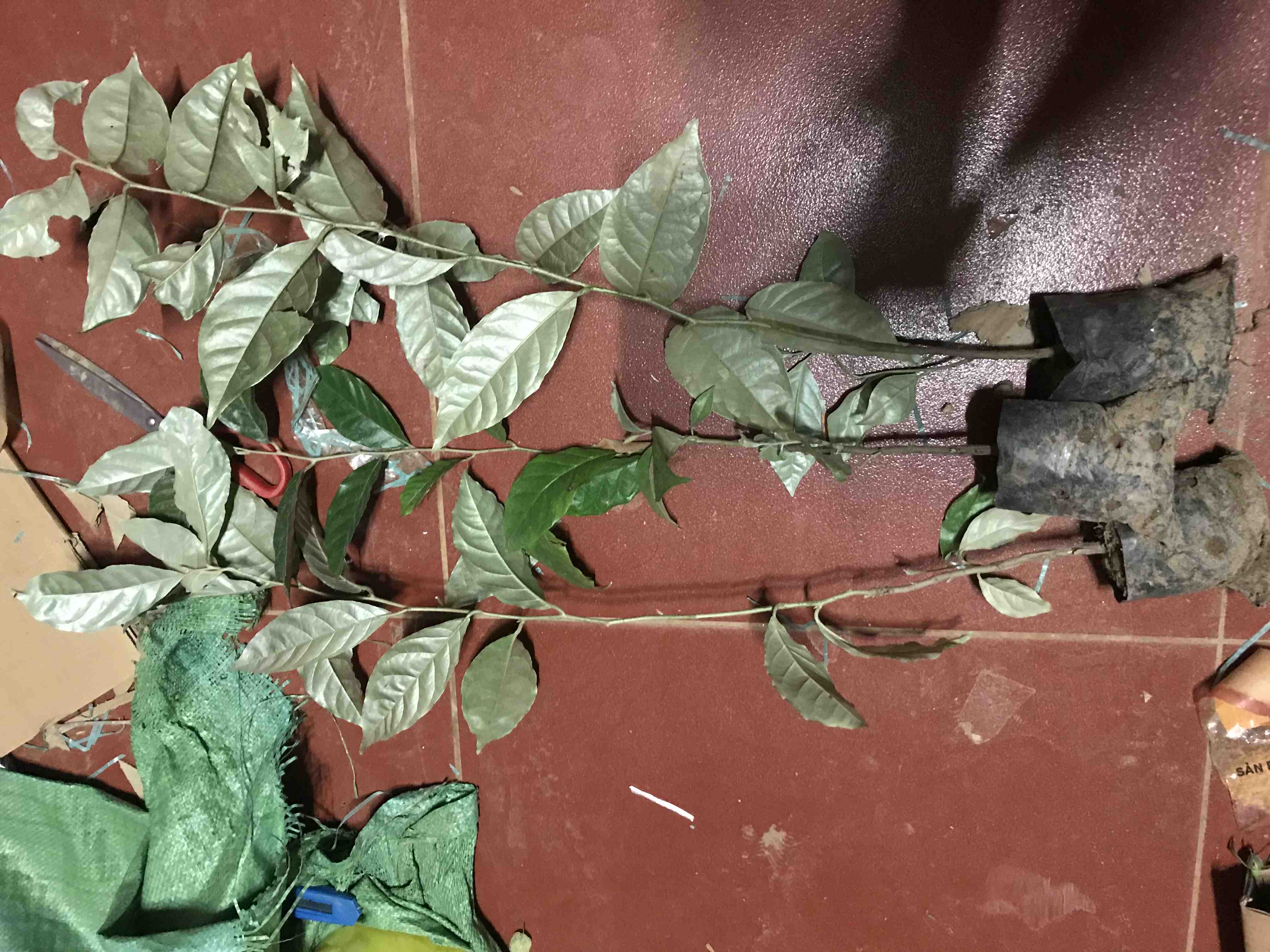 Cây nhót ngọt mỹ siêu trái hàng cây giống