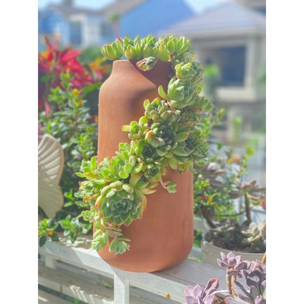 Chậu đất nung Bình Dương xẻ thân miệng 9.5 x cao 36cm
