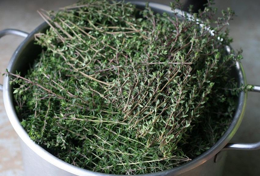 Hạt giống cỏ xạ hương (Thyme)