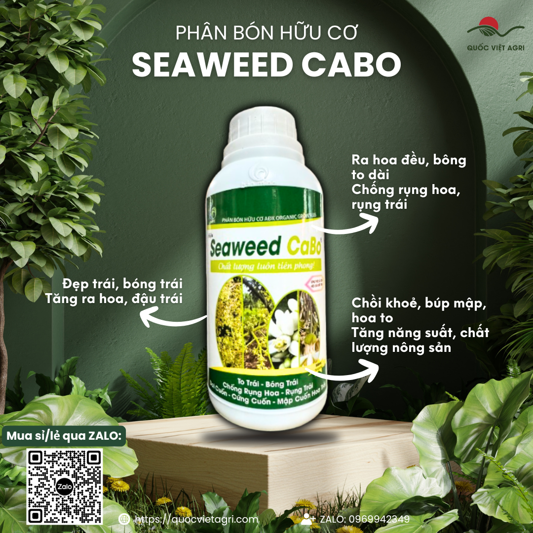 Phân bón lá SEAWEED CABO RONG BIỂN (chai 500ml) - Giúp to trái, bón trái, chống rụng hoa trái, mập bông dai cuống