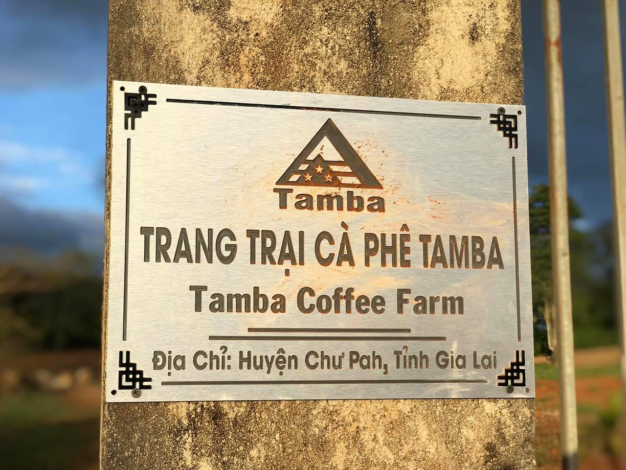 Cà phê hạt Arabica - Light Roast - Tamba Coffee - 500gr