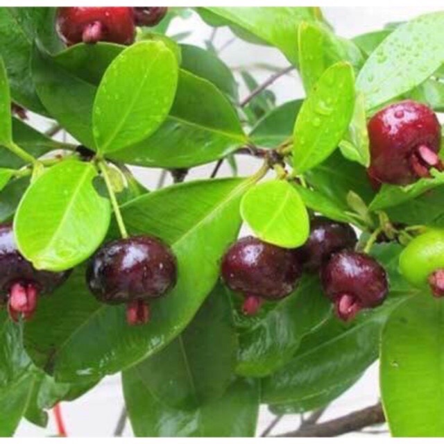 Cây cherry brazil chịu nhiệt size trung cao 50-60 cm