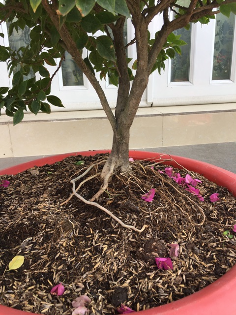 Cây hoa giấy mỹ