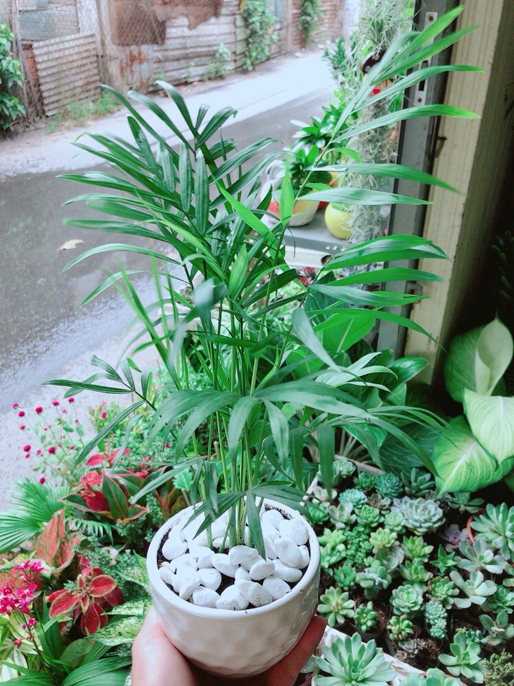 [HCM]Chậu Cây Cau Tiểu Trâm