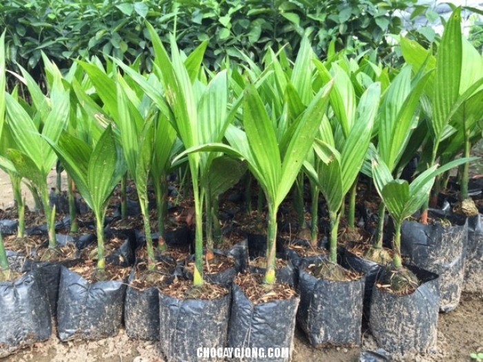 Combo 5 cây cau tứ quý cho quả quanh năm