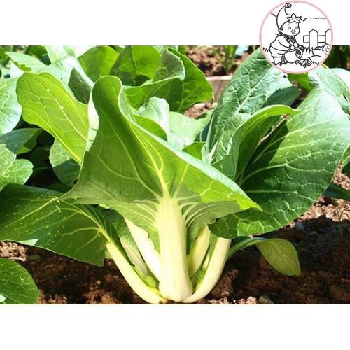 HẠT CẢI BẸ TRẮNG - GÓI 20 GRAM