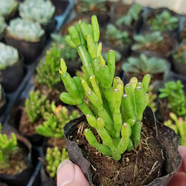 sen đá Sừng hưu