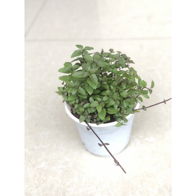 Cây Bạc Hà Chocolate Mint