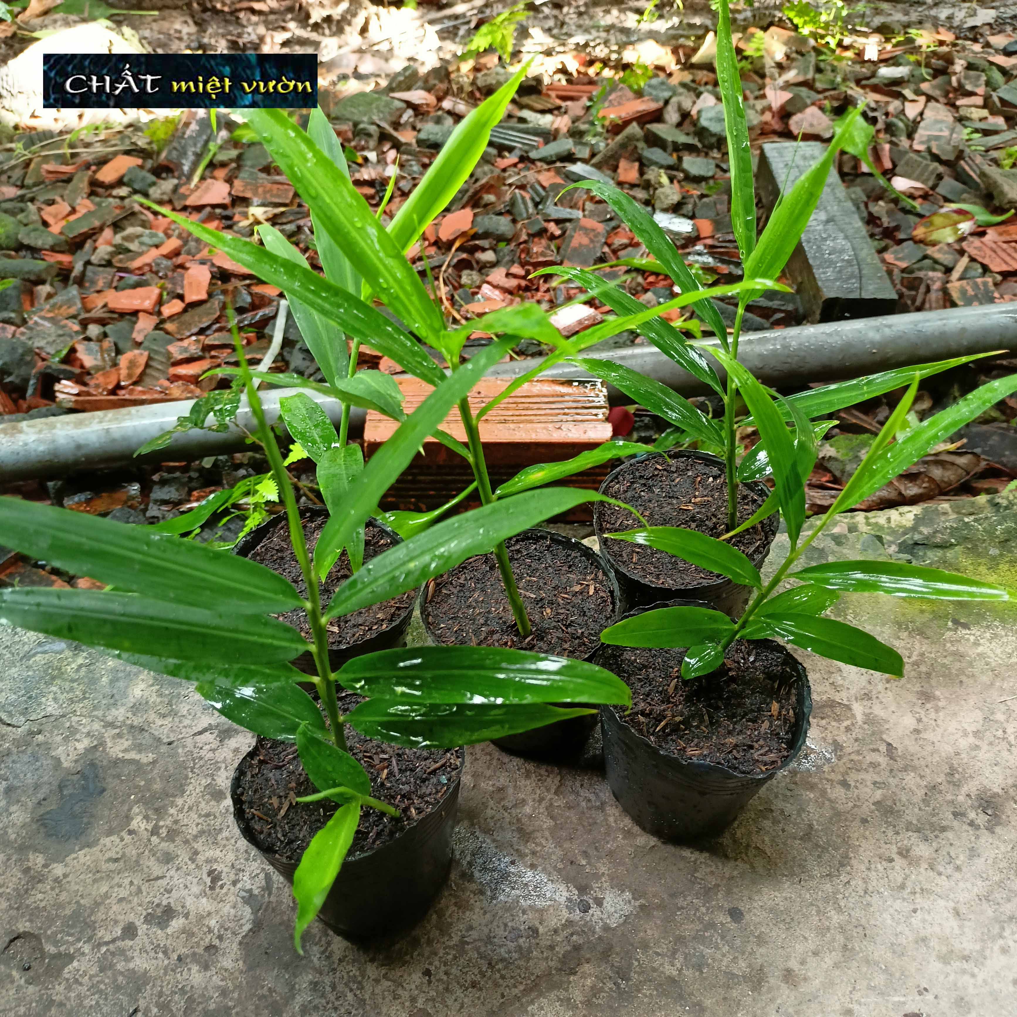 Cây gừng giống