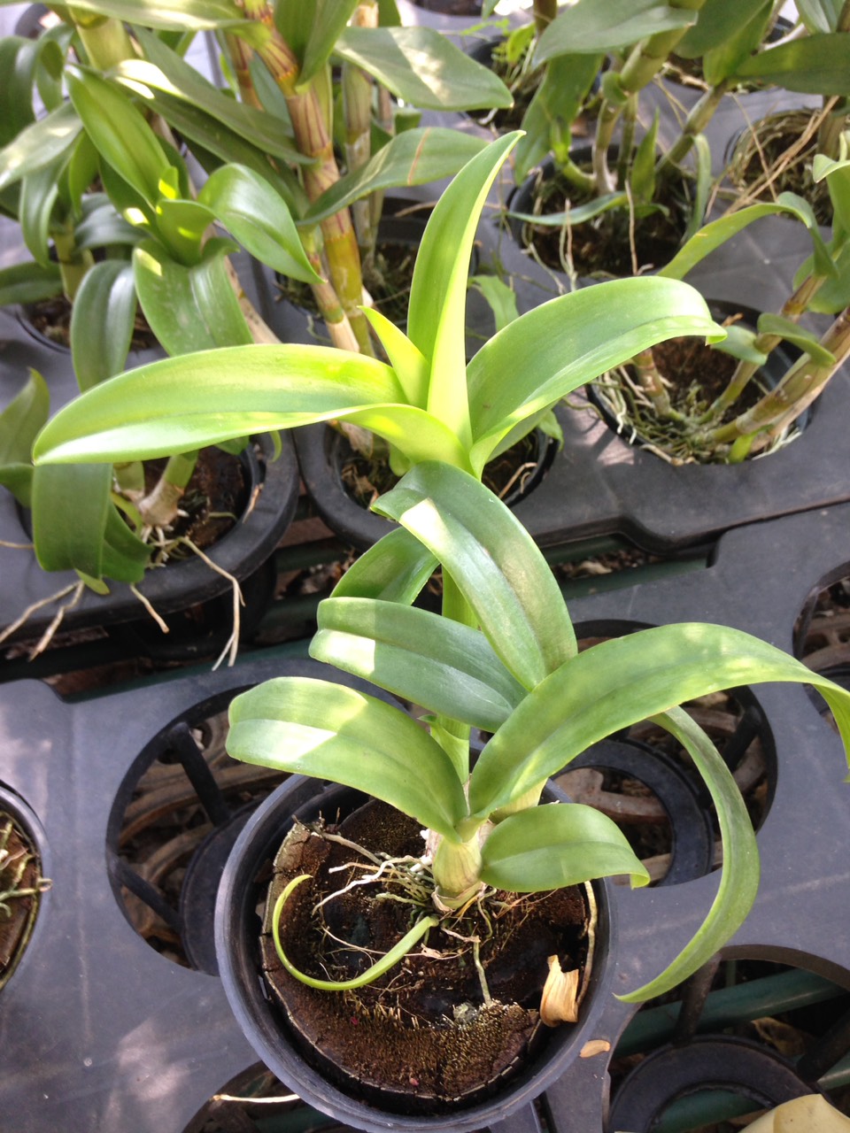 Dendro lai Cat Mắt Rồng - Cây tơ sắp cho hoa - denlaicat