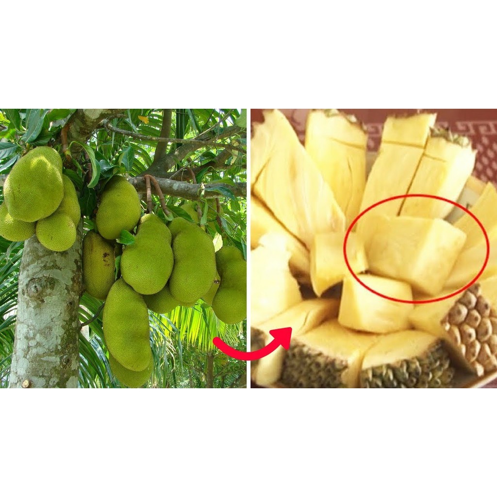 Cây Giống Mít Không Hạt Ba Láng chuẩn giống