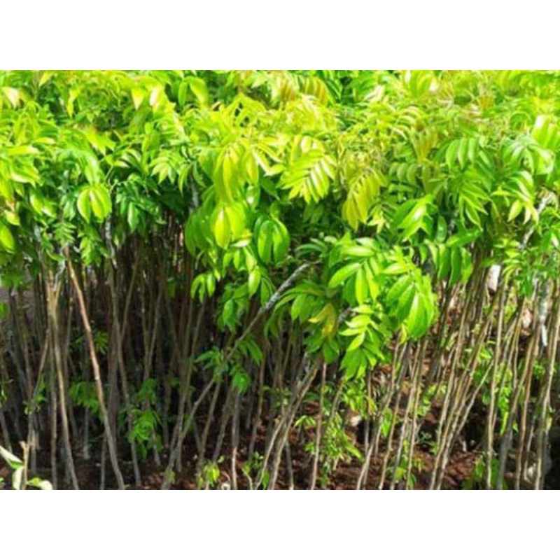 Cây sấu giống _trung tâm cây giống eakmat tây nguyên