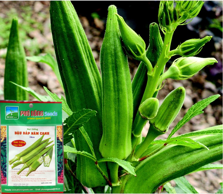 [HCM]Gói 10Gr - Hạt Giống Đậu Bắp Lùn Năm Cạnh Cao Sản Phú Nông Trái Trắng - Dễ trồng quanh năm tỉ lệ nảy mầm cao sinh trưởng mạnh năng suất cao kháng bệnh tốt VTNN Nông Điền Trang