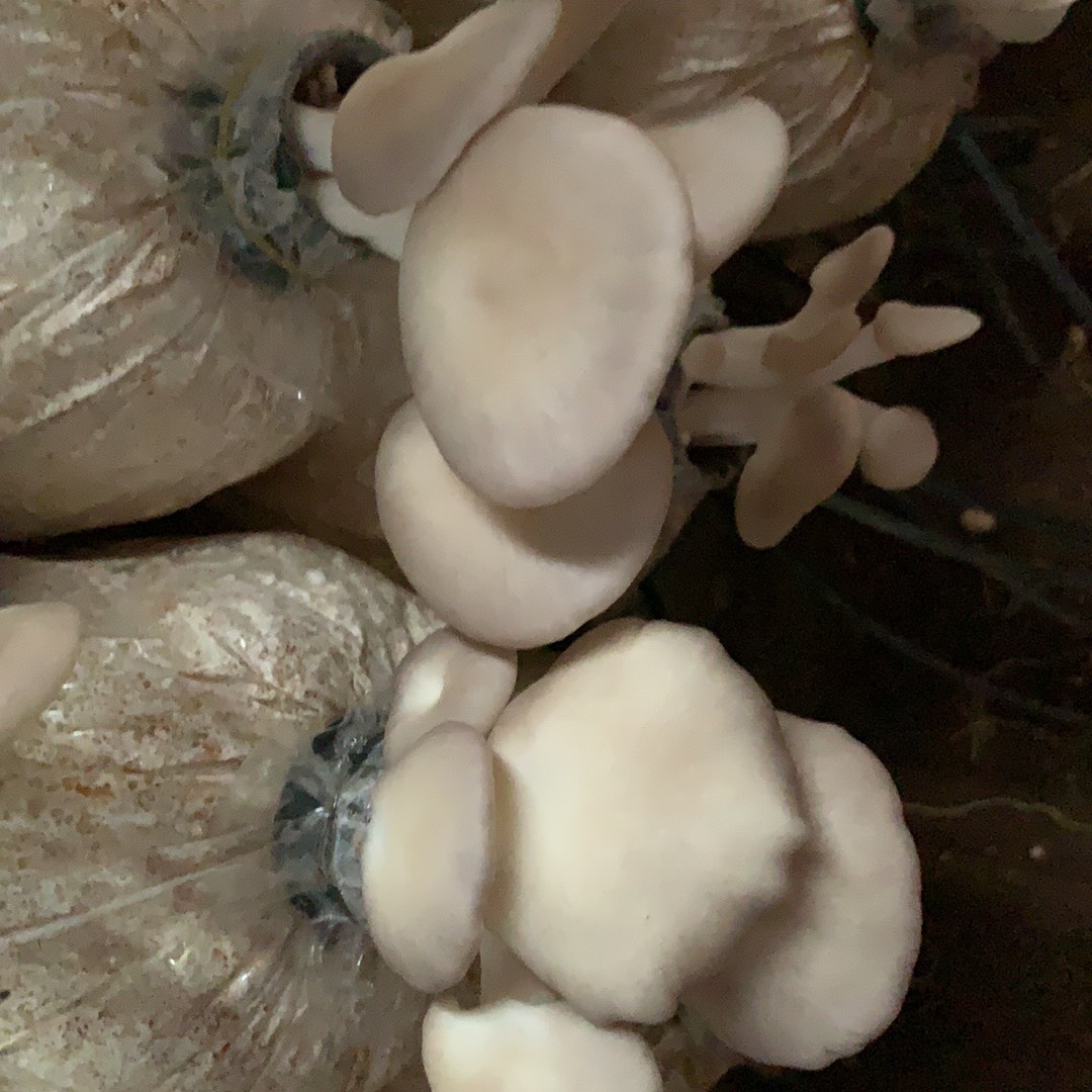 Phôi nấm Bào ngư (Kiện 14 bịch)